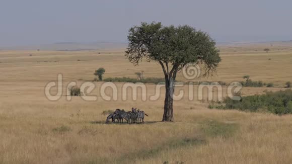 一群斑马躲在非洲大草原相思树的阴影下视频的预览图