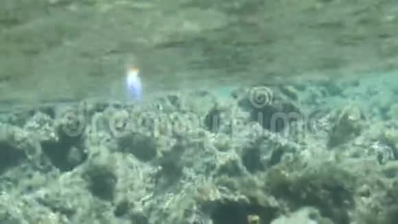 珊瑚礁在水下活动视频的预览图