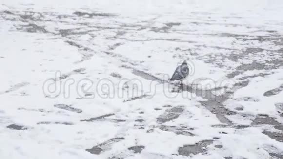 鸽子在雪地里行走生命在冬天鸽子视频的预览图