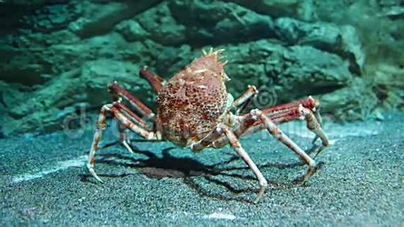 巨型日本蜘蛛蟹海葵视频的预览图