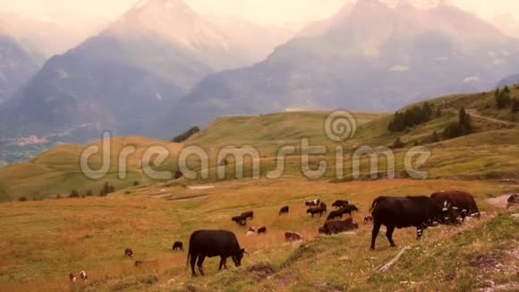 奶牛在山上放牧视频的预览图