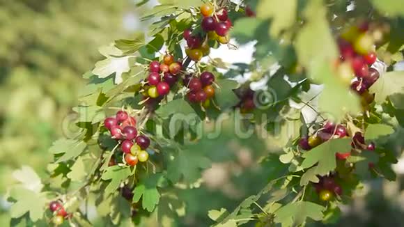 成熟的黑色醋栗生长在灌木上在一个阳光明媚的夏天在一个夏天的花园视频的预览图