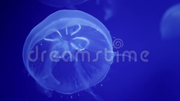 一种叫奥雷利亚的白色水母视频的预览图