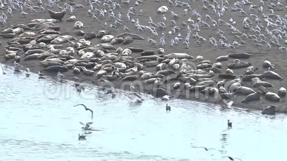 河口海岸线上的海鸥群和港口海豹视频的预览图