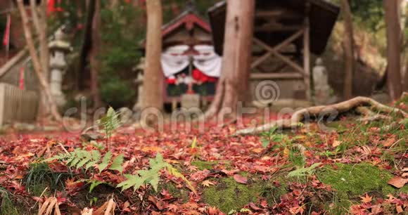 秋日在京都雅马西纳区的Bishamondou的红叶视频的预览图