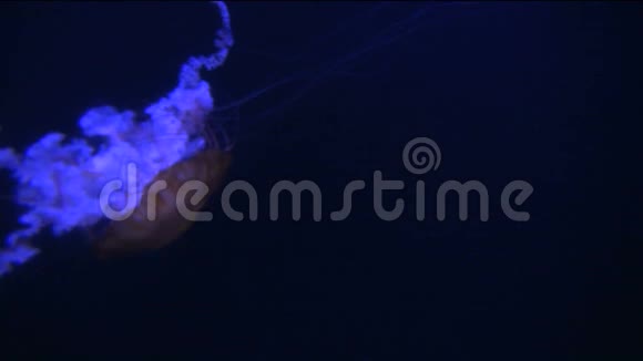 发光的水母漂浮在黑暗的水中长长的触手视频的预览图