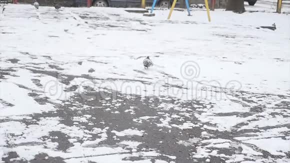 鸽子在雪地里行走生命在冬天鸽子视频的预览图