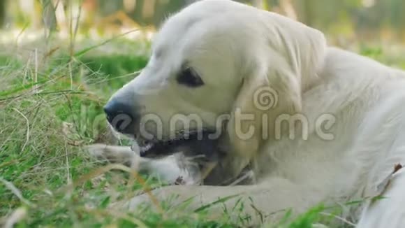公园里可爱的猎犬在啃木棍视频的预览图