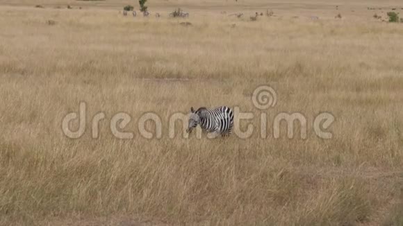 孤独的斑马点点头在非洲大草原的高大的干草中吃草视频的预览图