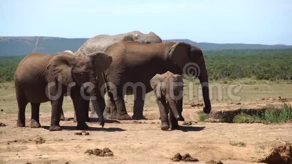 可爱的小象在阿多象身上朝镜头走去视频的预览图