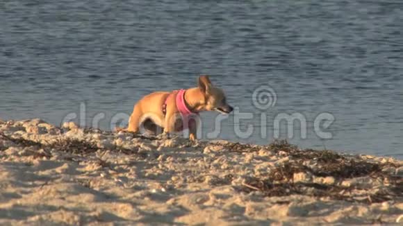 狗站在傍晚的海岸线上视频的预览图