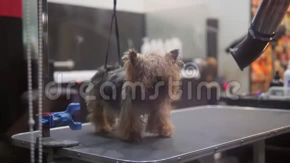 可爱的小狗在动物沙龙里洗过衣服后烘干4K视频的预览图