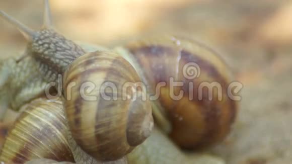 爱情中的两只蜗牛视频的预览图