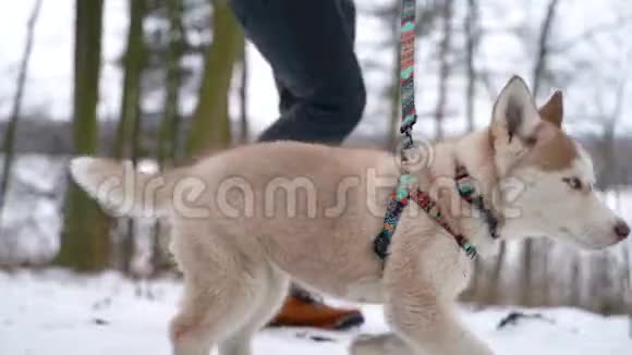 冬天西伯利亚哈士奇小狗带着皮带和主人在城外散步动作缓慢索尼A7III100英尺视频的预览图