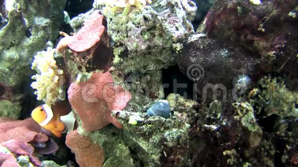 珊瑚盐水小丑鱼水族馆视频的预览图