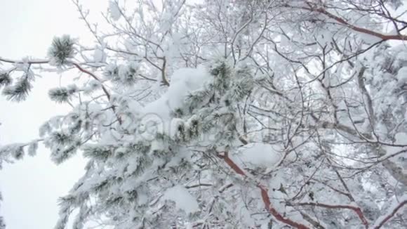 满是雪的树视频的预览图