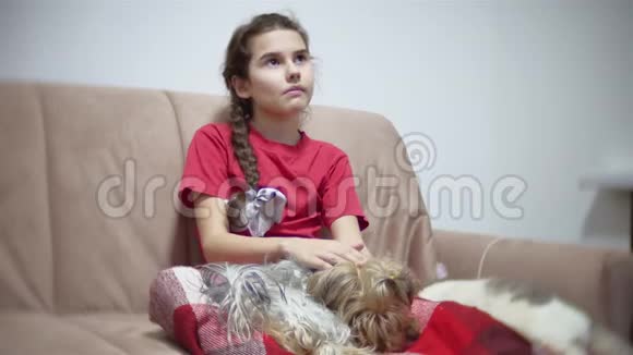 女孩和一只狗女孩坐在沙发上看电视狗躺在膝上晚上在室内的生活方式视频的预览图