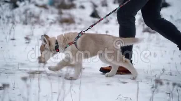 冬天西伯利亚哈士奇小狗带着皮带和主人在城外散步动作缓慢索尼A7III100英尺视频的预览图