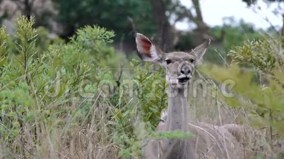 一只雌性的kudu对着镜头嚼着土豆泥视频的预览图