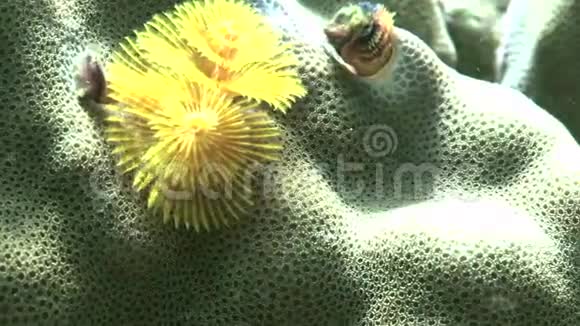 Apo岛珊瑚中的圣诞树虫视频的预览图