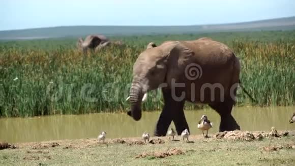 大象在水池里走来走去视频的预览图