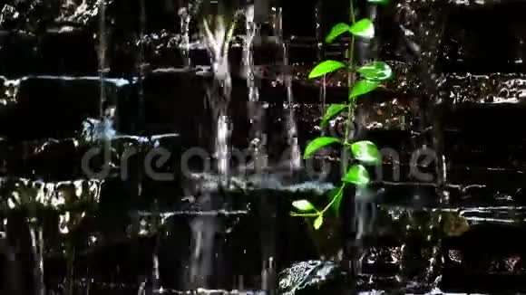 瀑布植物家园花园视频的预览图