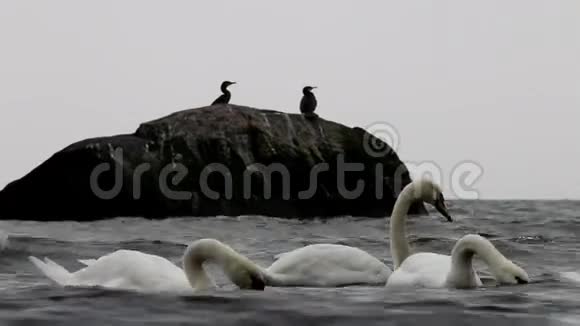 德国加奥赫伦东海的天鹅和视频的预览图