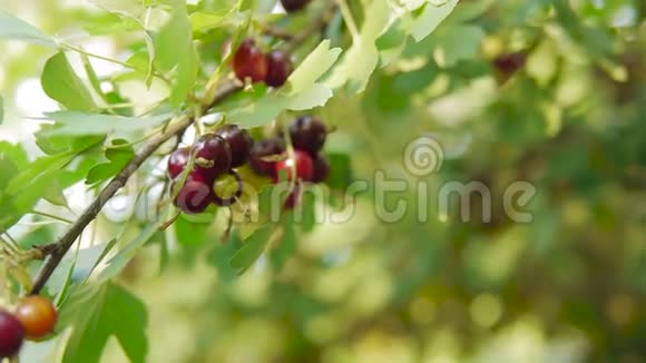 成熟的黑色醋栗生长在灌木上在一个阳光明媚的夏天在一个夏天的花园视频的预览图