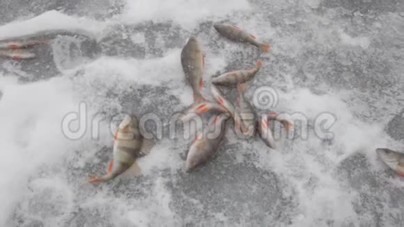 鱼河鲈鱼在冰中视频的预览图