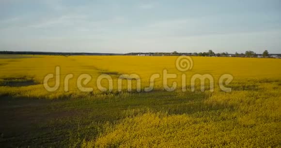 农业黄色盛开的田野天桥成熟油菜花映衬蓝天全景空中无人机视野4K视频的预览图