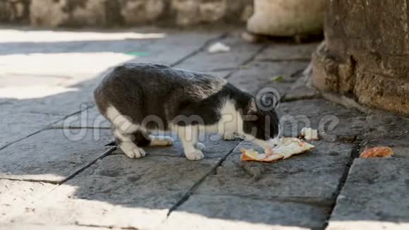 猫坐在地上在公园里户外吃猫粮无家可归的宠物在地板上吃食物视频的预览图