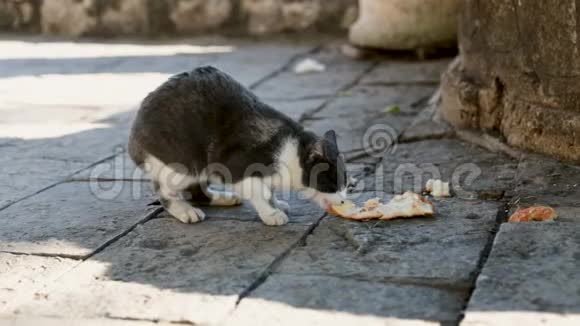 宠物坐在地上在公园户外吃猫粮家猫在地板上吃食物视频的预览图