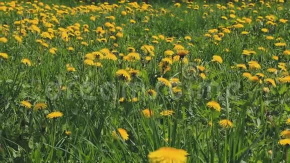 有黄色蒲公英的大草地视频的预览图