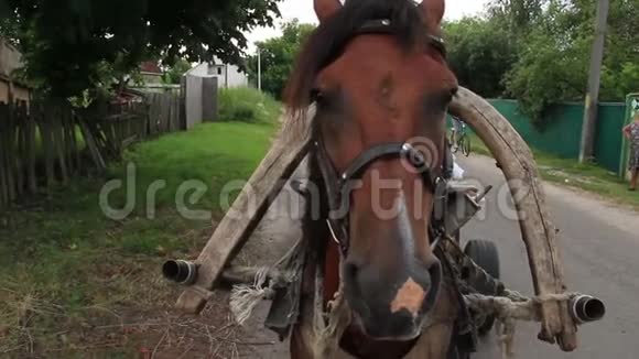 紧紧抓住马站在乡村的马背上视频的预览图