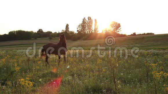 美丽的马在夏天的黄昏吃草阳光透过树木照射视频的预览图