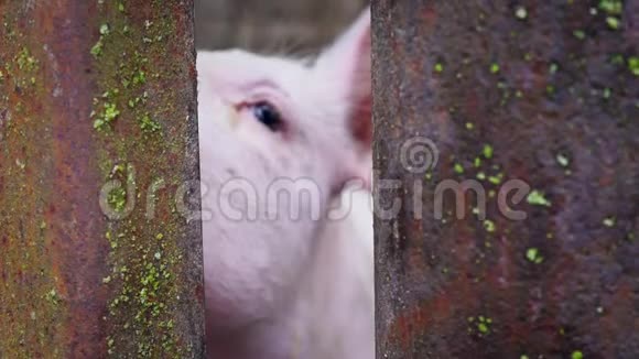 小白猪窝在猪圈里小猪窝在金属棒的栅栏后面猪把鼻子贴在铁棒之间视频的预览图
