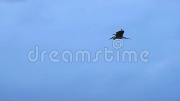 一只灰鹭鸟飞过天空视频的预览图