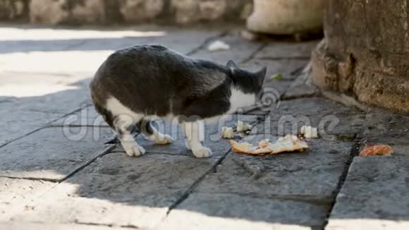 猫坐在地上在公园里户外吃猫粮家猫在地板上吃食物视频的预览图