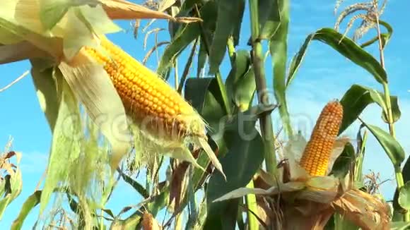 成熟的玉米视频的预览图