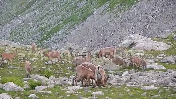 国家公园山上吃草的野山羊群视频的预览图