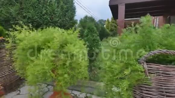 夏季乡间别墅后院有装饰灌木的修剪草坪视频的预览图