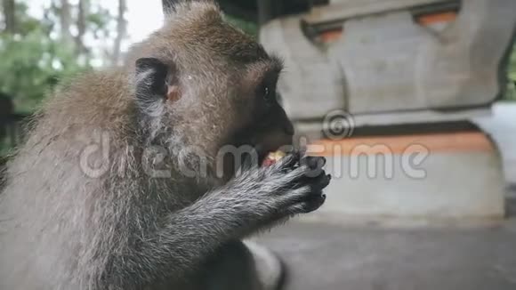 恒河猴的特写镜头手拿食物慢动作吃视频的预览图