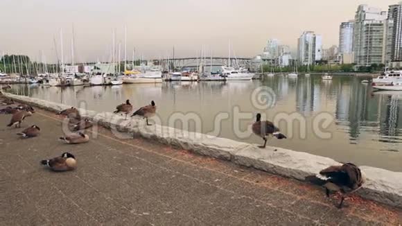 加拿大鹅在温哥华海岸视频的预览图