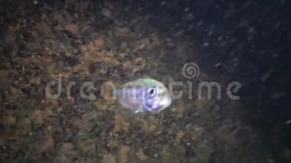 海鱼马鲭沙眼视频的预览图
