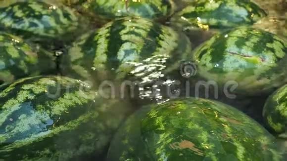 许多西瓜躺在水里水果背景视频的预览图