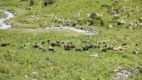牛群在山地草地上放牧溪流在岩石之间流动视频的预览图