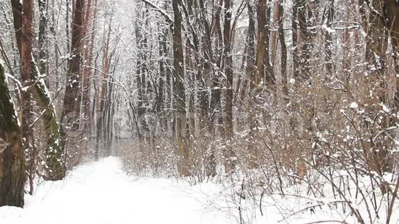 冬天公园的小路上下着雪慢动作视频的预览图