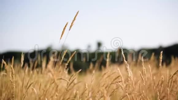 在阳光明媚的夏日用风吹动户外自然黄田视频的预览图
