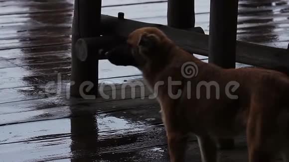 照顾无家可归的动物在雨中寻找朋友的流浪狗视频的预览图