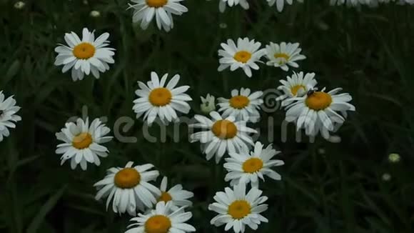 夏天的花园花视频的预览图